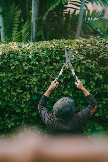 A gardener browses a lush, well-maintained garden with a neatly trimmed hedge, holding large pruning shears in both hands, preparing to trim or shape the dense greenery. The hedge has small, glossy gr